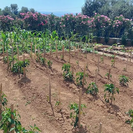 Santana ألتينولوك